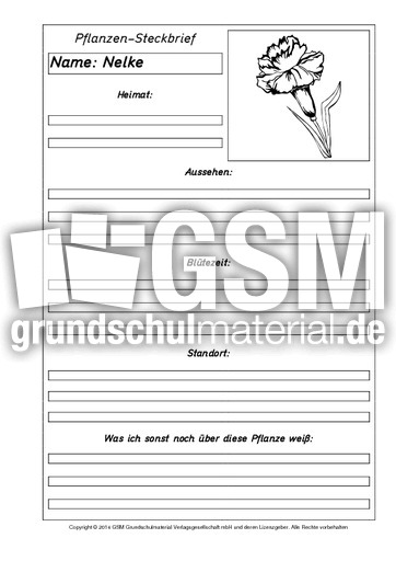Pflanzensteckbriefvorlage-Nelke-SW.pdf